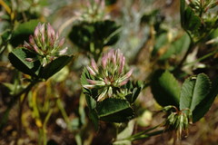 Trifolium angulatum