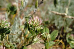 Trifolium angulatum