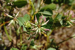 Trifolium angulatum