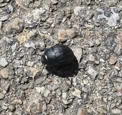 Erodius gibbus