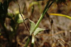Trifolium angulatum