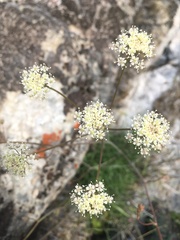 Perideridia californica