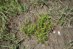 Ranunculus lateriflorus