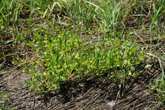 Ranunculus lateriflorus