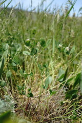 Trifolium angulatum