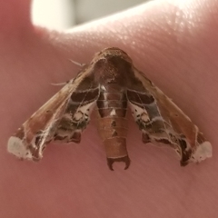 Eutelia pulcherrimus