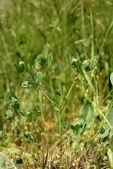 Trifolium angulatum