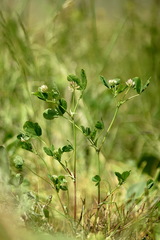 Trifolium angulatum
