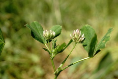 Trifolium angulatum