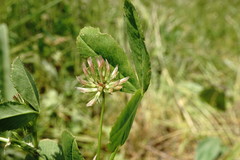 Trifolium angulatum