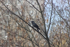 Corvus monedula