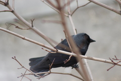 Corvus monedula