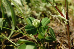 Trifolium angulatum