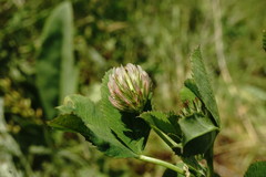 Trifolium angulatum