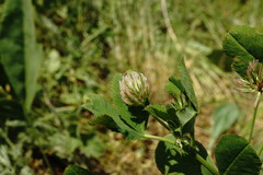 Trifolium angulatum