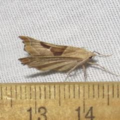 Plataea blanchardaria