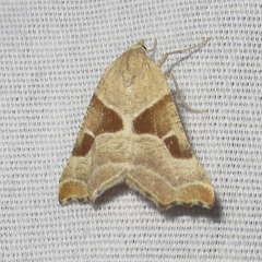Plataea blanchardaria