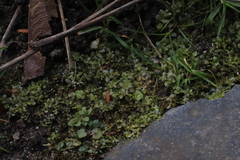 Plagiomnium rostratum