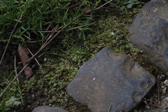 Plagiomnium rostratum