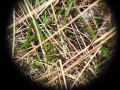 Conistra staudingeri
