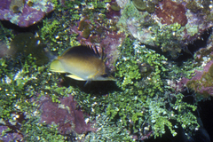 Prognathodes aculeatus