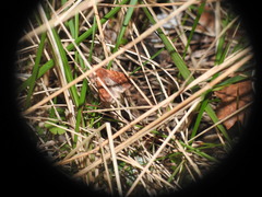 Conistra staudingeri
