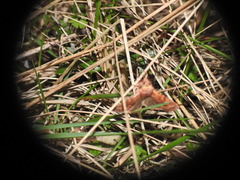 Conistra staudingeri