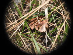 Conistra staudingeri