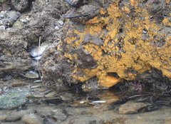 Eudistoma psammion