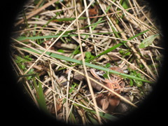 Conistra staudingeri