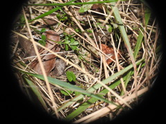Conistra staudingeri