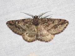 Pterospoda nigrescens