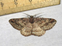 Pterospoda nigrescens