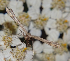 Pterophoridae