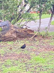 Turdus merula