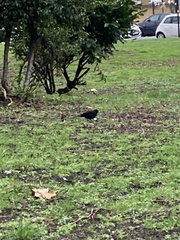 Turdus merula