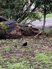 Turdus merula