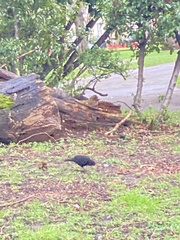 Turdus merula