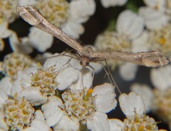 Pterophoridae