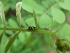 Coptosoma variegatum