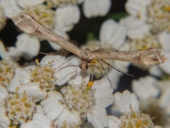 Pterophoridae