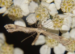 Pterophoridae