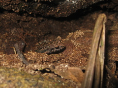 Adenomera hylaedactyla