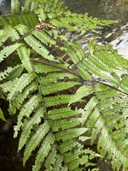 Cyathea borinquena