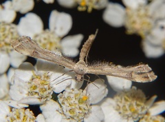 Pterophoridae