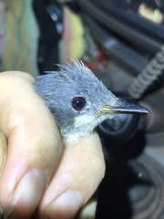 Myiagra rubecula