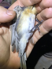 Myiagra rubecula