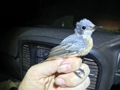 Myiagra rubecula