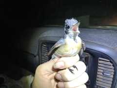 Myiagra rubecula