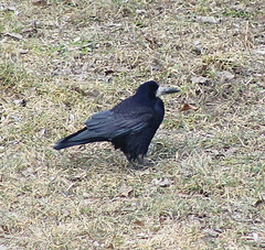 Corvus frugilegus